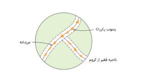 حساس شدن